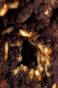 Insect School Composition Book Termites At Work Entomology