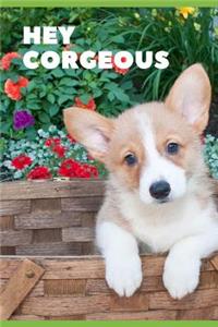 Hey Corgeous