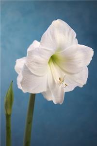 The Amaryllis Journal