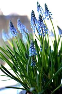 Hyacinth Flower Journal