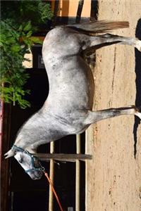Gorgeous Gray Andalusian Spanish Horse Journal
