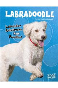 Labradoodle
