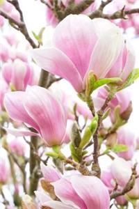 Lovely Pink and White Magnolia Flowering Tree Journal