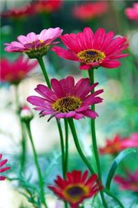 Bright Pink Gerbera Daisy Flowers Garden Journal