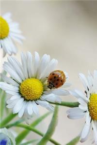 Daisy Flowers and Ladybug in Springtime Journal