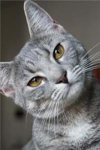 Cat Wonders What's Wrong With You Journal