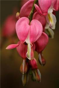 Bleeding Hearts (Lamprocapnos Spectabilis) Journal