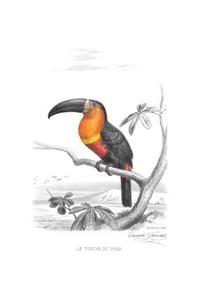 Ariel Toucan Composition Notebook