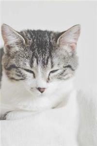 Kitty Cat Napping on a White Couch Journal