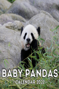 Baby Pandas 2021 Calendar