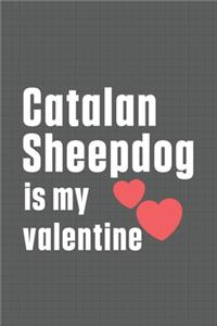 Catalan Sheepdog is my valentine