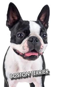 Boston Terrier