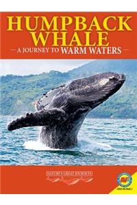 Humpback Whales: A Journey to Warm Waters