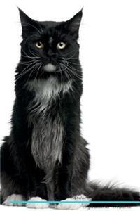 Maine Coon Cat Affirmations Workbook Maine Coon Cat Presents