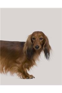 Dachshund