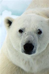 Cool Polar Bear (Ursus maritimus) Portrait Journal