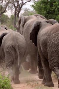 An Elephant Herd on the Move in Africa Journal