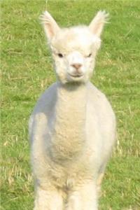 So Very Cute White Baby Llama in Peru Journal