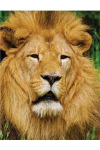 Lion Blank Sketchbook