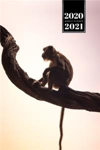 Monkey Ape Week Planner Weekly Organizer Calendar 2020 / 2021 - Sitting on Branch