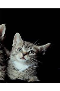 School Composition Book Three Cute Kittens Cat Photo 200 Pages