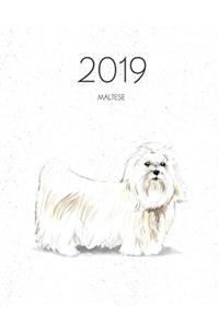 2019 Maltese