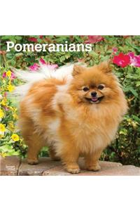 Pomeranians 2020 Square