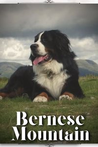 Bernese Mountain