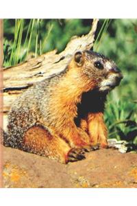 Cute Baby Marmot Rocky Mountain Wildlife Photograph Wide-ruled School Composition Lined Notebook Sandy Closs