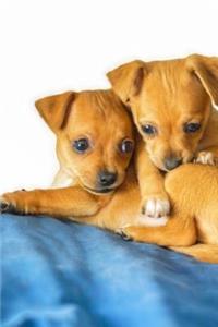 Two Cute Little Chihuahua Puppies Pet Journal