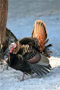 Massachusetts State Game Bird - Wild Turkey Journal