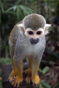 A Cute Common Squirrel Monkey Journal