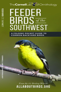 Feeder Birds of the Southwest