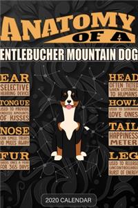 Anatomy Of A Entlebucher Mountain Dog