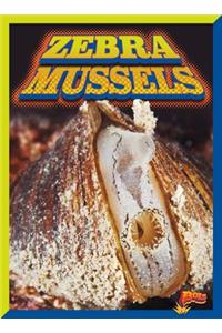 Zebra Mussels