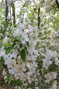 Springtime 2019 Daily Planner Open White Flowers 384 Pages