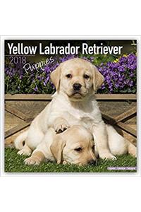 Yellow Labrador Retriever Puppies Calendar 2018