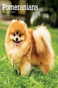 Pomeranians 2022 Square