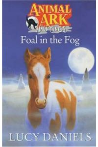 Foal In The Fog