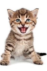Cute Kitten