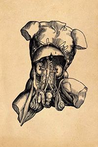 Anatomy Notebook