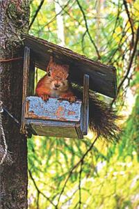 Red Squirrel in Bird Feeder