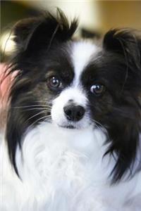 The Papillon Dog Journal