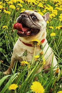 French Bulldog Sitting in a Field of Dandelions Journal