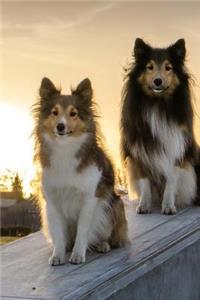 Two Awesome Sheltie Dogs Pet Journal