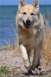 Happy German Shepherd Mixed Breed Dog Running on the Beach Pet Journal