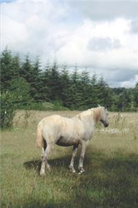 2020 Weekly Planner Horse Photo Equine White Horse Pasture 134 Pages