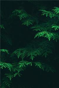Conifer Notebook