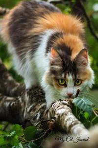 My Cat Journal