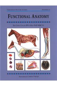 Functional Anatomy